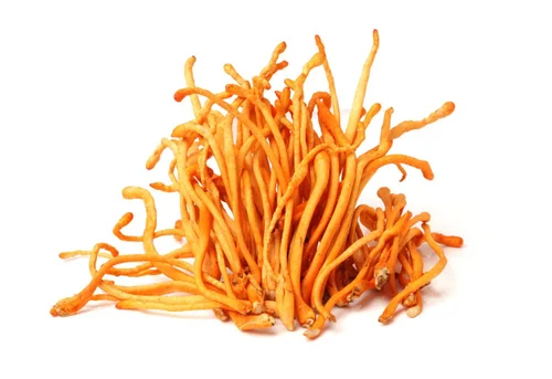 Cordyceps