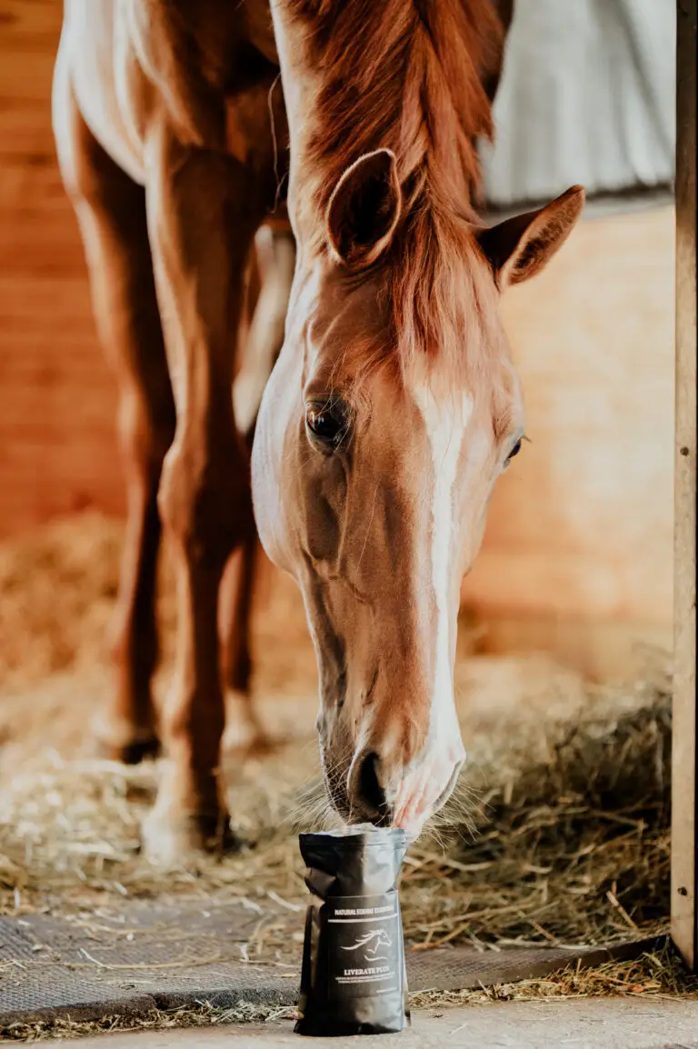 A chestnut horse lowers its head to sniff a small black bag of Natural Equine Essentials Liberate Plus supplement on a hay-covered stable floor.
