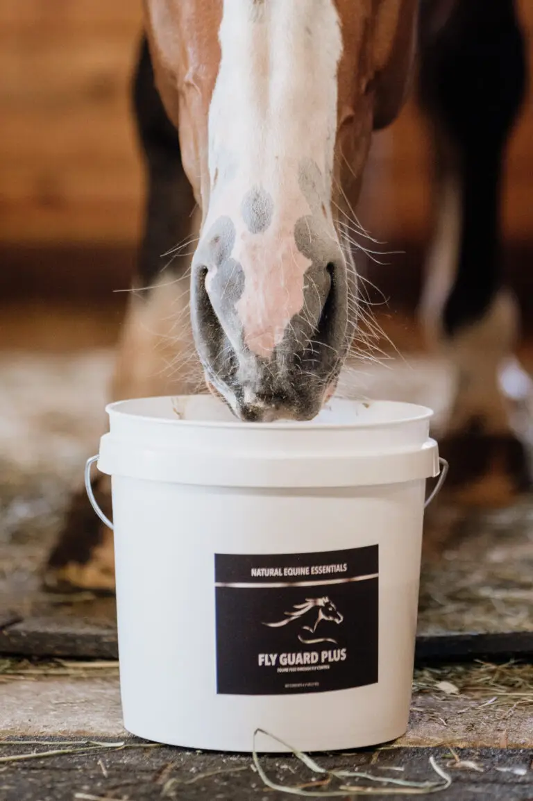 A close-up of a horse's muzzle dipping into a white bucket of Natural Equine Essentials Fly Guard Plus feed supplement in a stable.