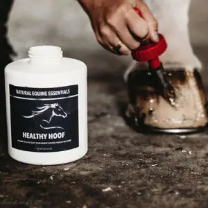 White container labeled Natural Equine Essentials Healthy Hoof placed on a stable floor while a hand applies product to a horse’s hoof using a red-handled applicator.