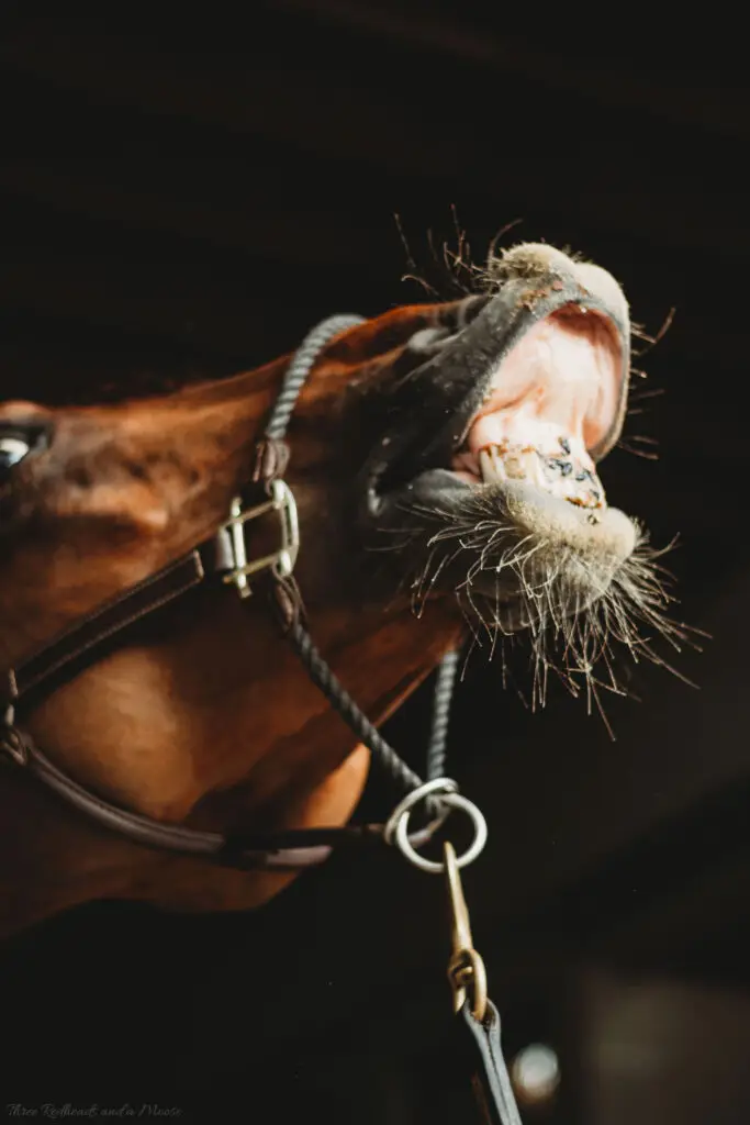 Dramatic close-up of a brown horse wearing a halter with its head tilted back and lips lifted, revealing its teeth against a dark stable background.