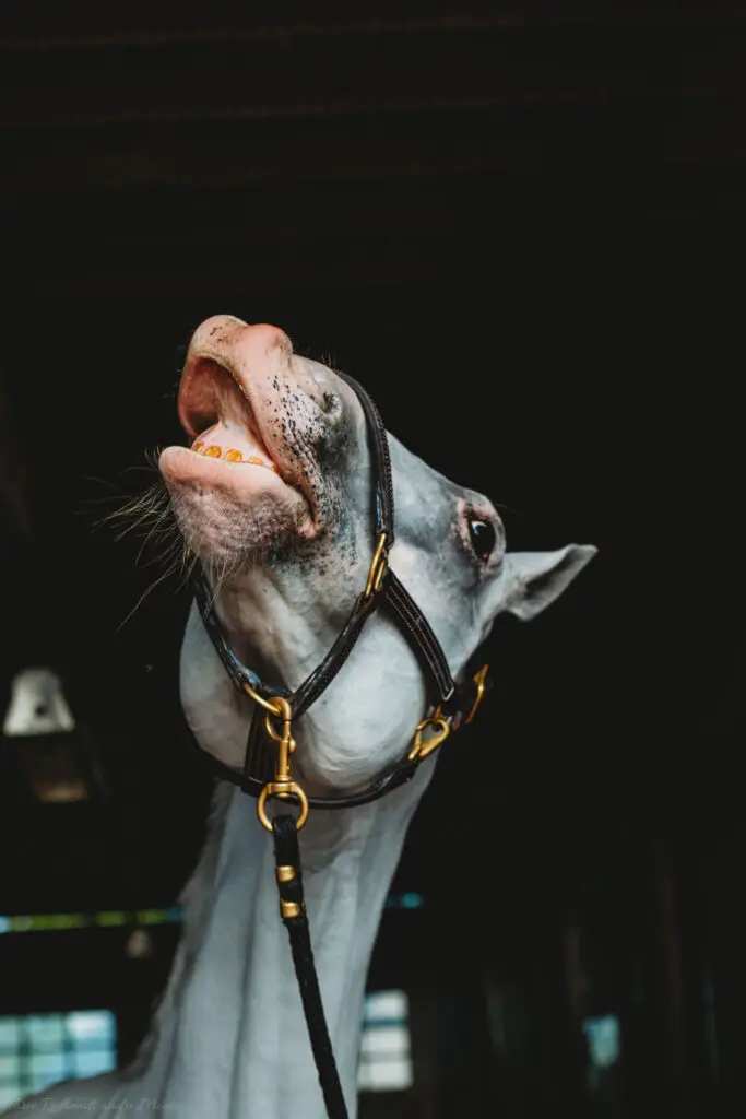 Close-up of a white horse wearing a halter with its head tilted back and mouth open, revealing its teeth against a dark stable background.