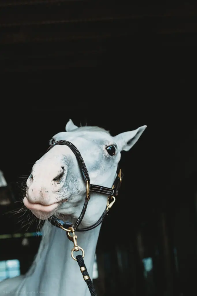 Close-up portrait of a white horse wearing a brown halter, looking toward the camera against a dark stable background.
