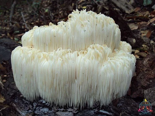Lion’s Mane Mushroom