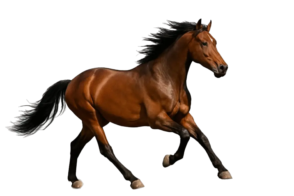 Muscular brown horse with black mane and tail captured mid-stride as if running, isolated on a transparent background.