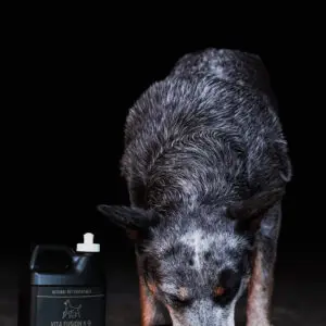 VitaFusion K-9